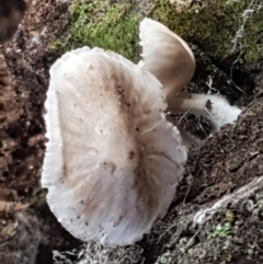 zz agaric (stem; gills white/cream) at Holt, ACT - 26 Mar 2021