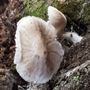 zz agaric (stem; gills white/cream) at Holt, ACT - 26 Mar 2021