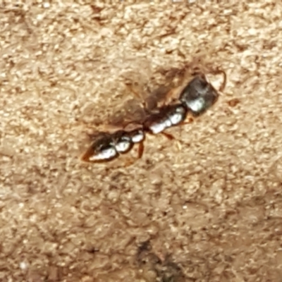 Amblyopone australis (Slow Ant) at Aranda Bushland - 26 Mar 2021 by trevorpreston