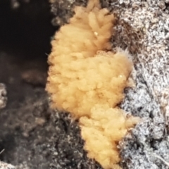 Arcyria sp. (genus) (A slime mould) at Holt, ACT - 26 Mar 2021 by trevorpreston