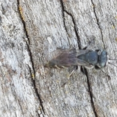 Unidentified Insect at Holt, ACT - 26 Mar 2021 by trevorpreston