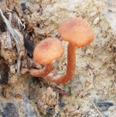 Unidentified Cap on a stem; gills below cap [mushrooms or mushroom-like] at Aranda Bushland - 26 Mar 2021 by trevorpreston