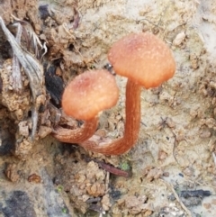 Unidentified Cap on a stem; gills below cap [mushrooms or mushroom-like] at Holt, ACT - 26 Mar 2021 by trevorpreston