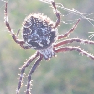 Backobourkia heroine at Holt, ACT - 26 Mar 2021 04:35 PM