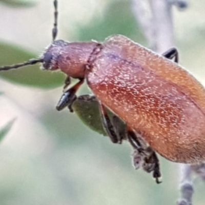 Ecnolagria grandis (Honeybrown beetle) at Aranda, ACT - 26 Mar 2021 by tpreston