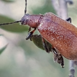 Ecnolagria grandis at Aranda, ACT - 26 Mar 2021 04:28 PM