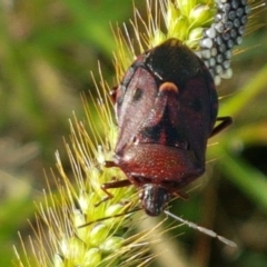 Pentatomidae (family) (Shield or Stink bug) at Holt, ACT - 26 Mar 2021 by trevorpreston