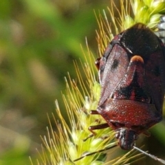 Cermatulus nasalis at Holt, ACT - 26 Mar 2021