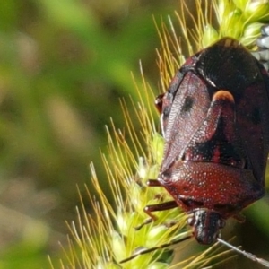 Cermatulus nasalis at Holt, ACT - 26 Mar 2021