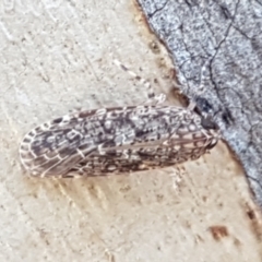 Plectoderini (tribe) (Planthopper) at Holt, ACT - 26 Mar 2021 by trevorpreston
