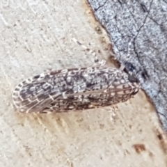 Unidentified Leafhopper or planthopper (Hemiptera, several families) at Holt, ACT - 26 Mar 2021 by trevorpreston