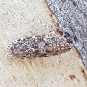 Plectoderini (tribe) at Holt, ACT - 26 Mar 2021 04:15 PM
