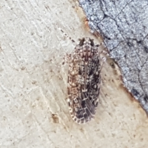 Plectoderini (tribe) at Holt, ACT - 26 Mar 2021 04:15 PM