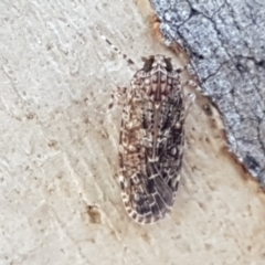 Plectoderini (tribe) at Holt, ACT - 26 Mar 2021 04:15 PM