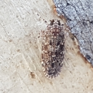 Plectoderini (tribe) at Holt, ACT - 26 Mar 2021 04:15 PM