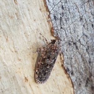 Plectoderini (tribe) at Holt, ACT - 26 Mar 2021 04:15 PM
