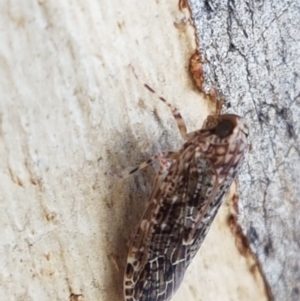 Plectoderini (tribe) at Holt, ACT - 26 Mar 2021 04:15 PM