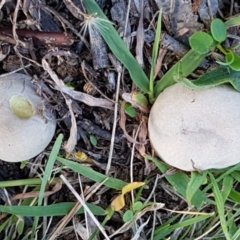 zz puffball at Aranda Bushland - 26 Mar 2021 by tpreston