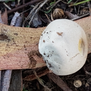 zz puffball at Holt, ACT - 26 Mar 2021