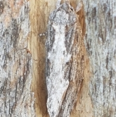 Lepidoptera unclassified ADULT moth at Holt, ACT - 26 Mar 2021 04:10 PM