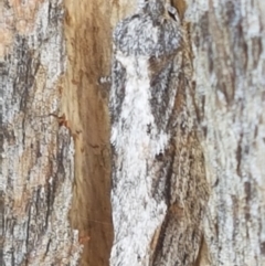 Lepidoptera unclassified ADULT moth at Holt, ACT - 26 Mar 2021 04:10 PM