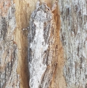 Lepidoptera unclassified ADULT moth at Holt, ACT - 26 Mar 2021