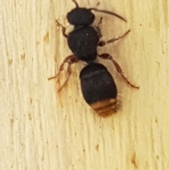 Odontomyrme sp. (genus) (A velvet ant) at Holt, ACT - 26 Mar 2021 by trevorpreston