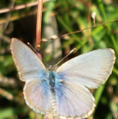 Zizina otis (Common Grass-Blue) at Aranda Bushland - 26 Mar 2021 by trevorpreston