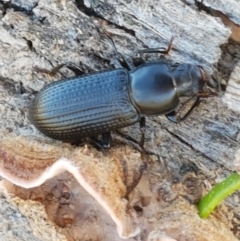 Zophophilus sp. (genus) (Darkling beetle) at Holt, ACT - 26 Mar 2021 by trevorpreston