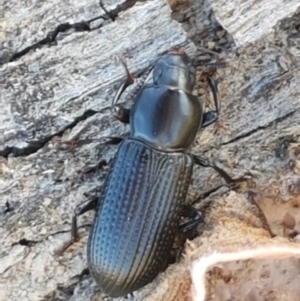 Zophophilus sp. (genus) at Holt, ACT - 26 Mar 2021