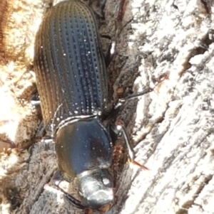 Zophophilus sp. (genus) at Holt, ACT - 26 Mar 2021