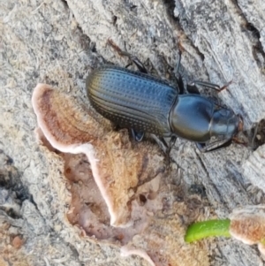 Zophophilus sp. (genus) at Holt, ACT - 26 Mar 2021