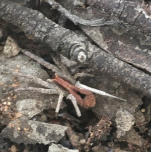 Argoctenus vittatus at O'Connor, ACT - 26 Mar 2021 05:28 PM