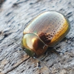 Chrysolina quadrigemina (Greater St Johns Wort beetle) at Holt, ACT - 26 Mar 2021 by tpreston