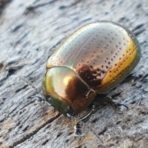 Chrysolina quadrigemina at Holt, ACT - 26 Mar 2021