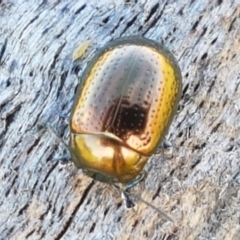 Chrysolina quadrigemina at Holt, ACT - 26 Mar 2021