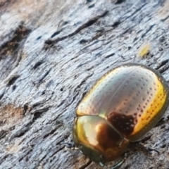 Chrysolina quadrigemina at Holt, ACT - 26 Mar 2021