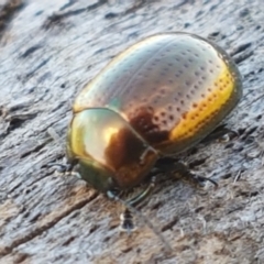 Chrysolina quadrigemina at Holt, ACT - 26 Mar 2021