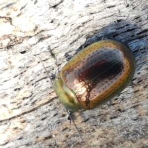 Chrysolina quadrigemina at Holt, ACT - 26 Mar 2021