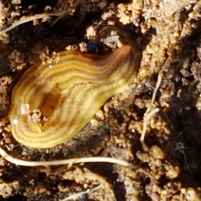 Fletchamia quinquelineata (Five-striped flatworm) at Holt, ACT - 26 Mar 2021 by trevorpreston