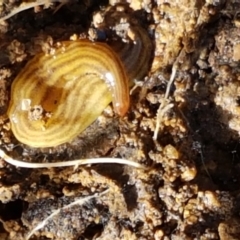 Fletchamia quinquelineata at Holt, ACT - 26 Mar 2021