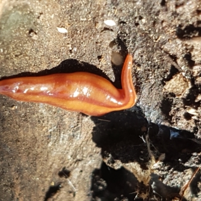 Anzoplana trilineata (A Flatworm) at Holt, ACT - 26 Mar 2021 by trevorpreston