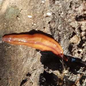 Anzoplana trilineata at Holt, ACT - 26 Mar 2021 03:45 PM