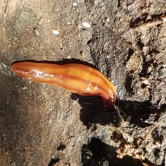 Anzoplana trilineata at Holt, ACT - 26 Mar 2021 03:45 PM