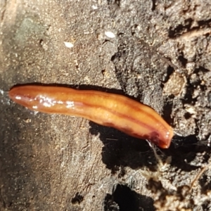 Anzoplana trilineata at Holt, ACT - 26 Mar 2021 03:45 PM