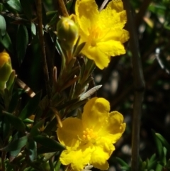 Hibbertia calycina (Lesser Guinea-flower) at Aranda, ACT - 26 Mar 2021 by tpreston