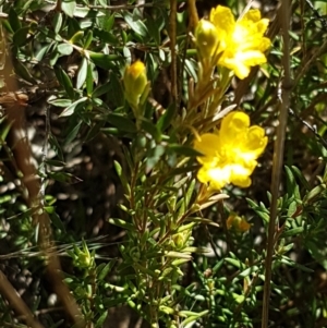 Hibbertia calycina at Aranda, ACT - 26 Mar 2021