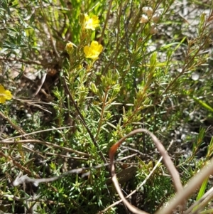 Hibbertia calycina at Aranda, ACT - 26 Mar 2021