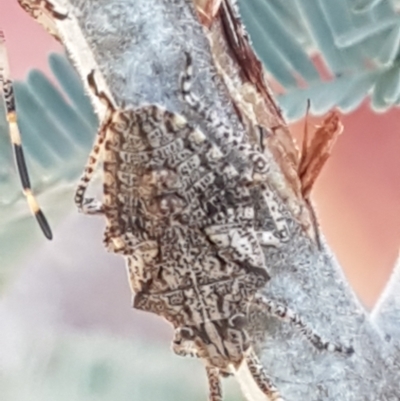 Alcaeus varicornis (Acacia shield bug) at Aranda, ACT - 26 Mar 2021 by tpreston