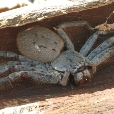 Isopeda sp. (genus) (Huntsman Spider) at Aranda Bushland - 26 Mar 2021 by trevorpreston